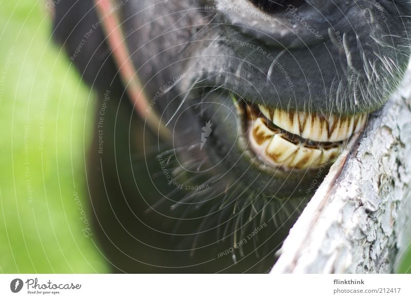 Eselszähne Natur Schönes Wetter Gras Holz Tier Nutztier Zoo Streichelzoo 1 Fressen füttern Lächeln Farbfoto Außenaufnahme Nahaufnahme Detailaufnahme