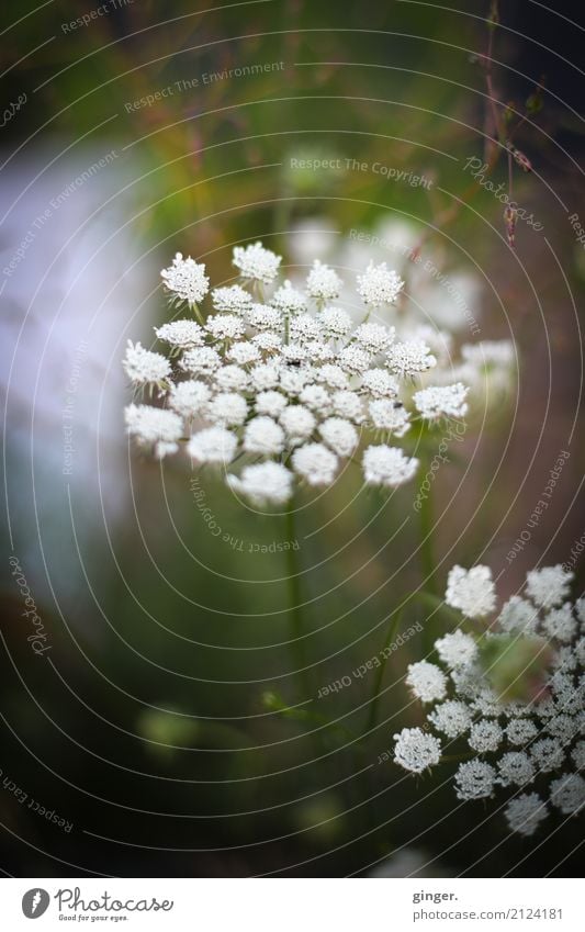 Wildblumen Umwelt Natur Pflanze Sommer Schönes Wetter Gras Sträucher Wildpflanze Duft einfach schön braun grün weiß klein Doldenblüte Blüte viele Wachstum