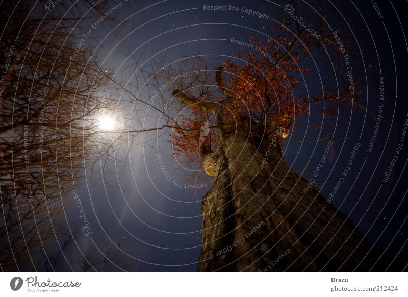 Bäume bei Mondlicht Umwelt Natur Landschaft Himmel Nachthimmel Vollmond Winter Wetter Baum alt bedrohlich groß gruselig hoch kalt oben Einsamkeit Farbfoto