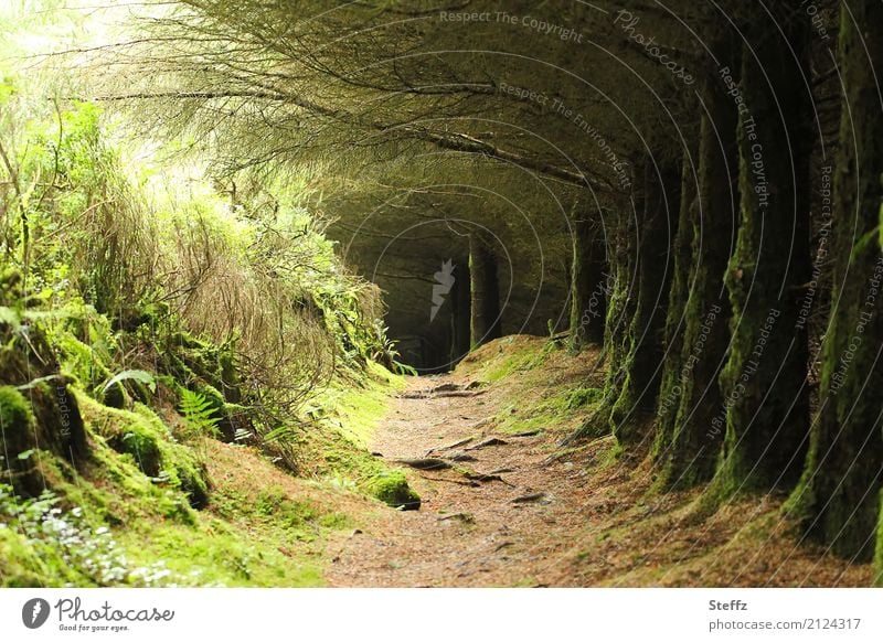 Feenwald in Irland Märchenwald Wald märchenhaft Stille im Wald Licht im Wald geheimnisvoll Nordeuropa nordische Romantik Ruhe nordische Natur mysteriös