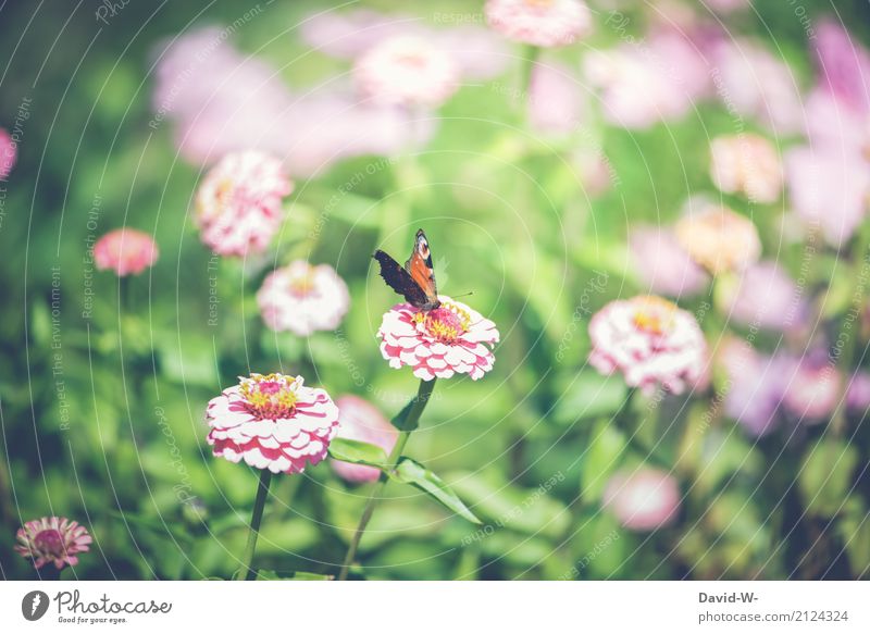 Im Blumenfeld Umwelt Natur Landschaft Pflanze Tier Luft Frühling Sommer Blatt Blüte Grünpflanze Garten Park Wiese Nutztier Schmetterling 1 Blühend Zufriedenheit