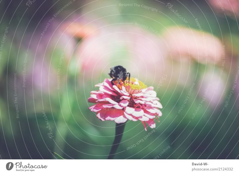 untersuchen Umwelt Natur Landschaft Pflanze Tier Luft Frühling Sommer Klima Schönes Wetter Unwetter Blume Blatt Grünpflanze Garten Park Wiese Nutztier