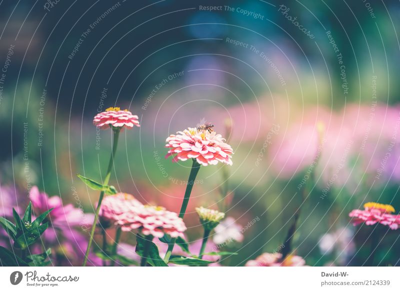 kleine Biene Kunst Umwelt Natur Landschaft Pflanze Tier Sonne Frühling Sommer Klima Klimawandel Wetter Schönes Wetter Unwetter Wärme Blume Blatt Blüte