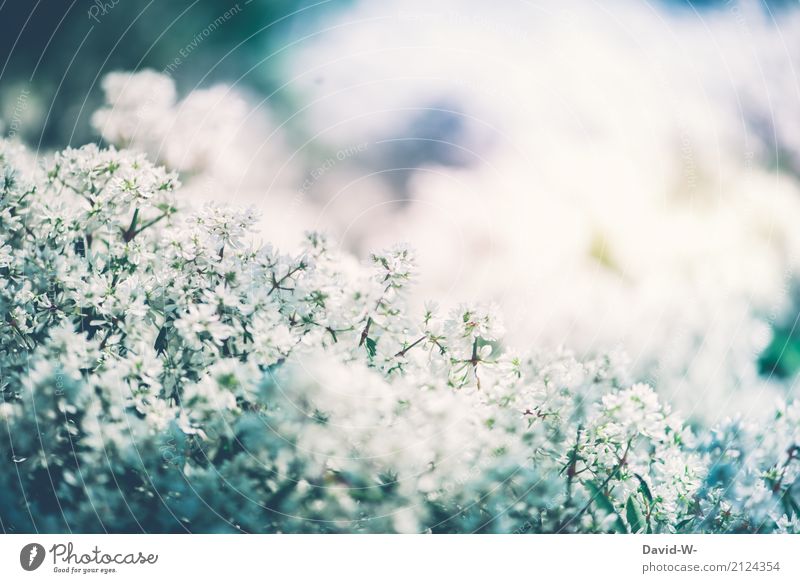 ein schöner Sommertag Umwelt Natur Landschaft Pflanze Sonne Sonnenlicht Frühling Klima Klimawandel Wetter Schönes Wetter Wärme Blume Blüte Grünpflanze Garten