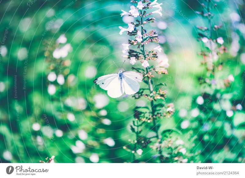 grün und weiß Umwelt Natur Landschaft Pflanze Tier Luft Frühling Sommer Klima Klimawandel Wetter Schönes Wetter Blume Blatt Blüte Grünpflanze Wildpflanze Garten