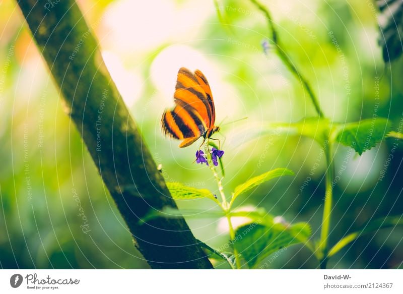 sitze auf der Spitze Kunst Kunstwerk Gemälde Umwelt Natur Landschaft Pflanze Tier Sonne Sonnenlicht Frühling Sommer Blume Blatt Blüte Wildpflanze Park Wald