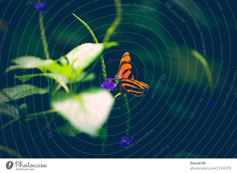 strahlend Kunst Kunstwerk Gemälde Umwelt Natur Landschaft Pflanze Tier Frühling Sommer Klima Klimawandel Wetter Schönes Wetter Blatt Blüte Wald Urwald