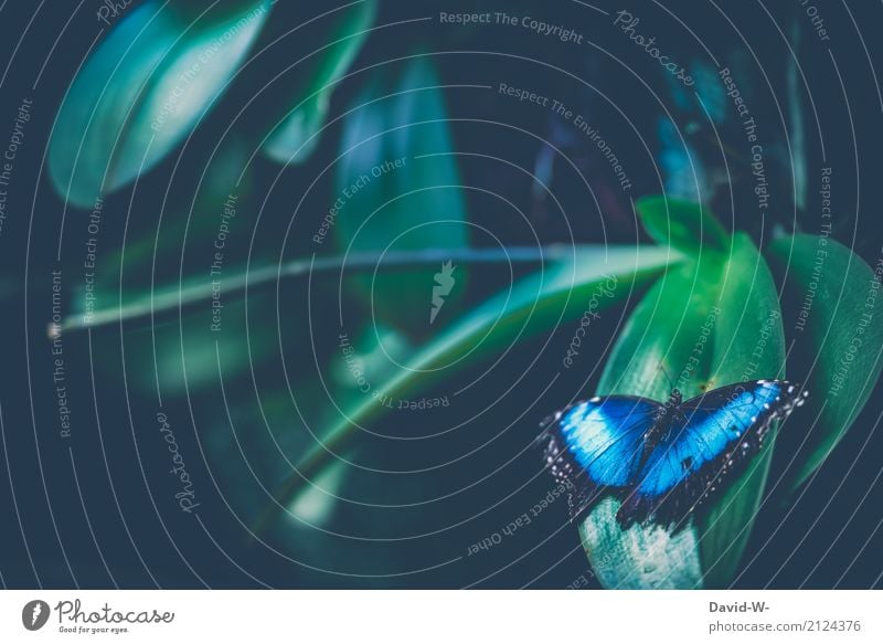 Blaue Schönheit Kunst Umwelt Natur Sonnenlicht Mond Frühling Sommer Herbst Klima Klimawandel Wetter schlechtes Wetter Unwetter Pflanze Blatt Garten Park Wald