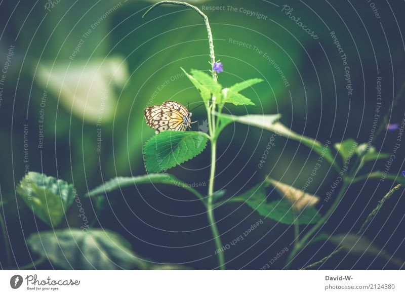 Grünes Plätzchen Umwelt Natur Landschaft Pflanze Tier Luft Sonnenlicht Frühling Sommer Klima Wetter Schönes Wetter Blatt Blüte Grünpflanze Garten Park Wald