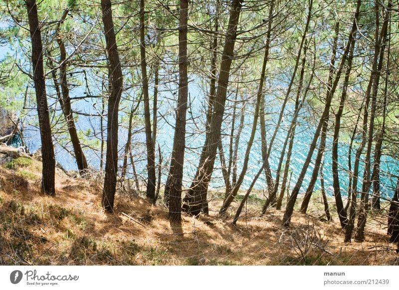 am Kiefernpfad Ferien & Urlaub & Reisen Ausflug Natur Landschaft Baum Wald Hügel Felsen Küste Bucht Meer Klippe außergewöhnlich schön wild Fernweh Farbfoto