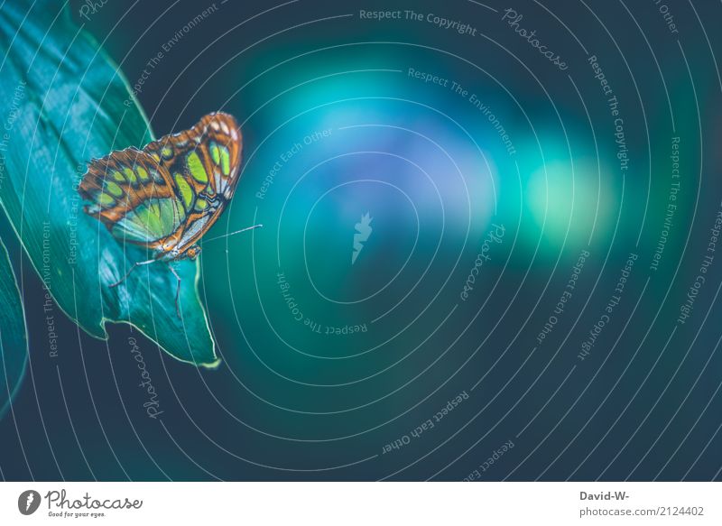 avatar Kunst Maler Kunstwerk Gemälde Umwelt Natur Frühling Herbst Klima Klimawandel Schönes Wetter Unwetter Gewitter Nordlicht Blatt Tier Schmetterling leuchten