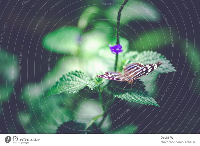 zartes Etwas Umwelt Natur Landschaft Pflanze Tier Sonnenlicht Frühling Sommer Klima Klimawandel Wetter Schönes Wetter Blatt Blüte Wildpflanze Garten Park Wald