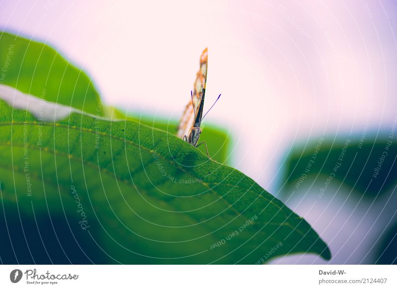 wir werden beobachtet Kunst Umwelt Natur Landschaft Pflanze Tier Himmel Frühling Sommer Klima Klimawandel Schönes Wetter Blatt Grünpflanze Park Schmetterling