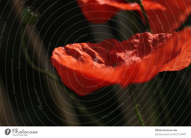 "Kannst du rot werden?" Umwelt Natur Pflanze Blume Wildpflanze ästhetisch natürlich schön Mohn Blüte Blühend Blütenknospen Stengel zart fein Wachstum Farbfoto