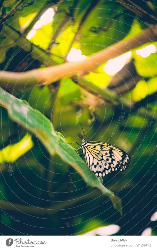 mit Steigung Kunst Künstler Gemälde Umwelt Natur Landschaft Pflanze Sonne Sonnenlicht Frühling Sommer Klima Wetter Schönes Wetter Blatt Grünpflanze Wildpflanze