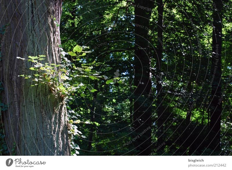 Im Wald Sommer Natur Pflanze Baum Blatt Holz grün ruhig Erholung Farbfoto Außenaufnahme Baumstamm Zweige u. Äste Textfreiraum rechts Textfreiraum Mitte