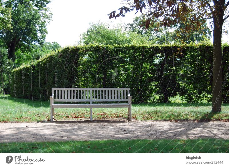 Bank Erholung ruhig Hecke Park Garten Holz grün Wege & Pfade Farbfoto Außenaufnahme Sonnenlicht Schatten Parkbank Menschenleer Baum Natur Erholungsgebiet Tag