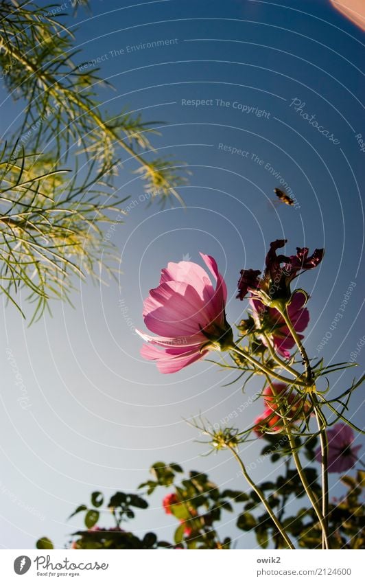 Noch etwas unschlüssig Umwelt Natur Pflanze Tier Wolkenloser Himmel Sommer Schönes Wetter Blüte Schmuckkörbchen Korbblütengewächs Halm Garten Hummel 1 fliegen