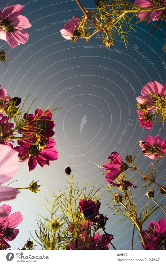 Die Qual der Wahl Umwelt Natur Pflanze Tier Wolkenloser Himmel Sommer Schönes Wetter Blüte Schmuckkörbchen Korbblütengewächs Halm Garten Hummel 1 fliegen