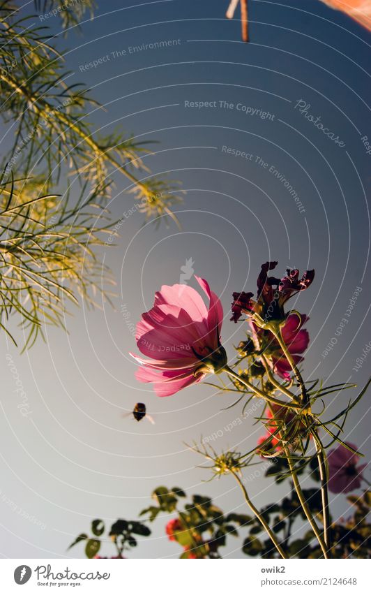 Sonderangebot Umwelt Natur Pflanze Tier Wolkenloser Himmel Sommer Schönes Wetter Blüte Schmuckkörbchen Korbblütengewächs Halm Garten Hummel 1 fliegen genießen