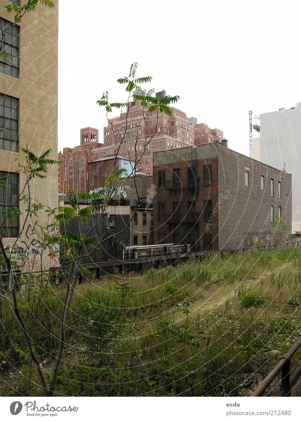 Highline Sommer schlechtes Wetter Pflanze Baum Gras New York City USA Menschenleer Hochhaus Park Brücke hoch kalt braun grau grün weiß Überraschung Angst