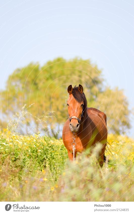 Brown-Pferd in einer Wiese füllte mit Gänseblümchen Sommer Sport Natur Tier Gras Haustier wild braun grün schwarz weiß Braunes Pferd Hintergrund Bucht