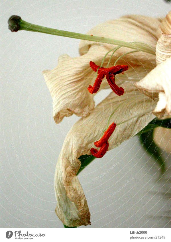 Aus und vorbei Lilien welk Blüte weiß Blatt grün beige Pflanze Blume verblüht Stempel orange