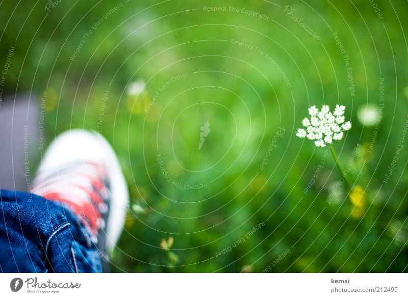 Schuh im Grünen Umwelt Natur Pflanze Sommer Klima Schönes Wetter Wärme Blume Gras Blüte Grünpflanze Wildpflanze Gewöhnliche Schafgarbe Garten Park Wiese