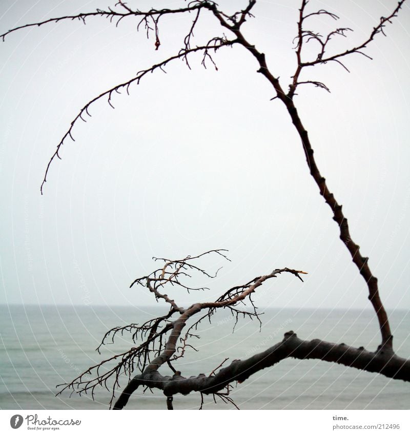 Scuse Me While I Kiss The Sky Strand Meer Himmel Horizont schlechtes Wetter Nebel Küste Ostsee Denkmal dunkel hoch Tod Einsamkeit Ast verdreht verzweigt Zweig