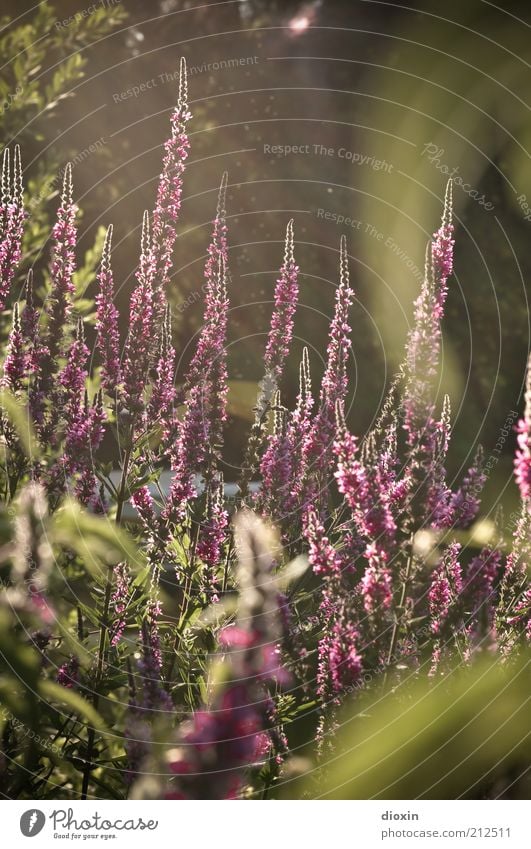 summer flower light - Lythrum salicaria (3) Umwelt Natur Pflanze Blume Blüte Wildpflanze gewöhnlicher Blutweiderich Stauden Park Blühend Duft Wachstum schön