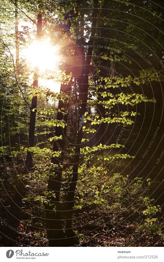 Beleuchtung Ausflug Landwirtschaft Forstwirtschaft Umwelt Natur Landschaft Erde Sonne Sommer Baum Laubbaum Laubwald Mischwald Wald natürlich Hoffnung