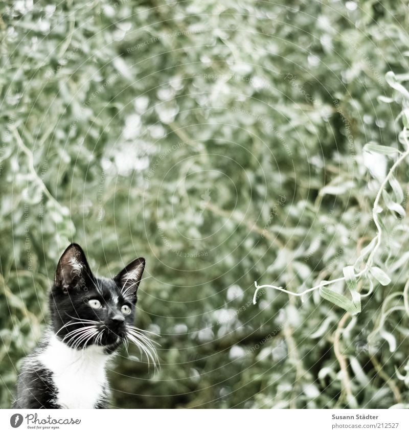 Jagdrevier Tier Haustier Katze Fell Tierjunges beobachten Denken warten Pirsch attackieren Baumkrone schwarz Konzentration Schnurrbarthaare Blick Schrecken