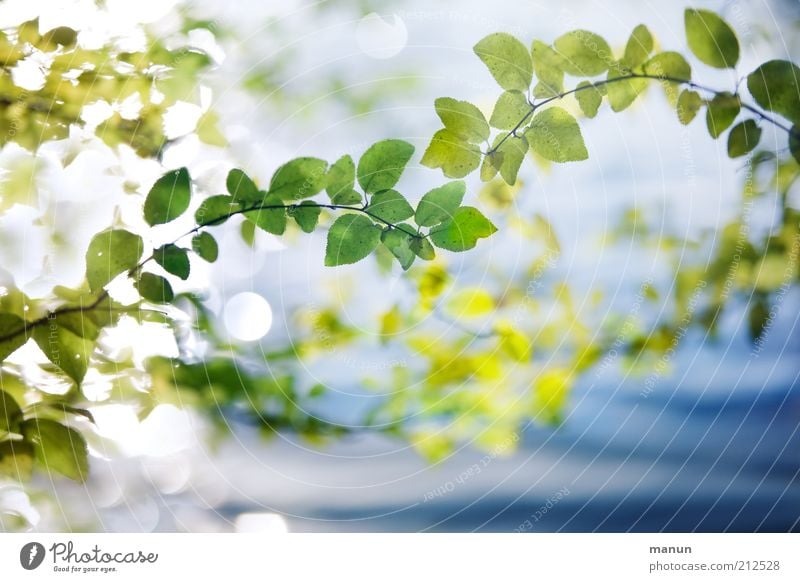 natürlich schön Umwelt Natur Sommer Pflanze Blatt Zweige u. Äste Ast Herbstlaub herbstlich Herbstbeginn leuchten frisch hell einzigartig Idylle Leichtigkeit