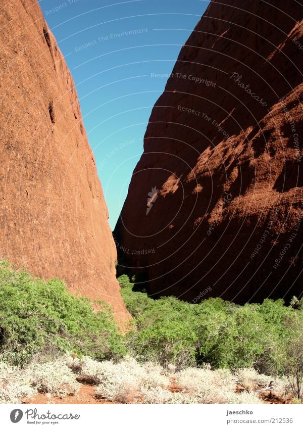 V Umwelt Natur Urelemente Felsen Schlucht Steppe rot Kata Tjuta Stein Felsspalten Australien trocken heiß Wärme Geologie Faltengebirge Sandstein Sträucher blau