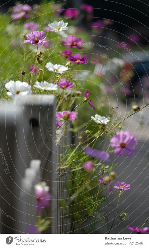 Spätsommer- Glück Pflanze Sommer Schönes Wetter Blume Blüte Wildpflanze Garten Blühend Duft leuchten schön wild grün violett weiß Vorgarten Gartenzaun Farbfoto