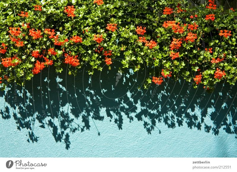 Geranien Umwelt Natur Pflanze Blume blau grün rot August Pelargonie Balkon Balkonpflanze Grünpflanze Topfpflanze Blüte Blühend Sommer Farbfoto Außenaufnahme