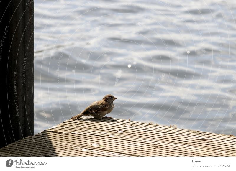 Sommerfrische am Müggelsee Vogel 1 Tier beobachten Erholung genießen hocken Spatz Gewässer Steg Wasseroberfläche Farbfoto Außenaufnahme Menschenleer