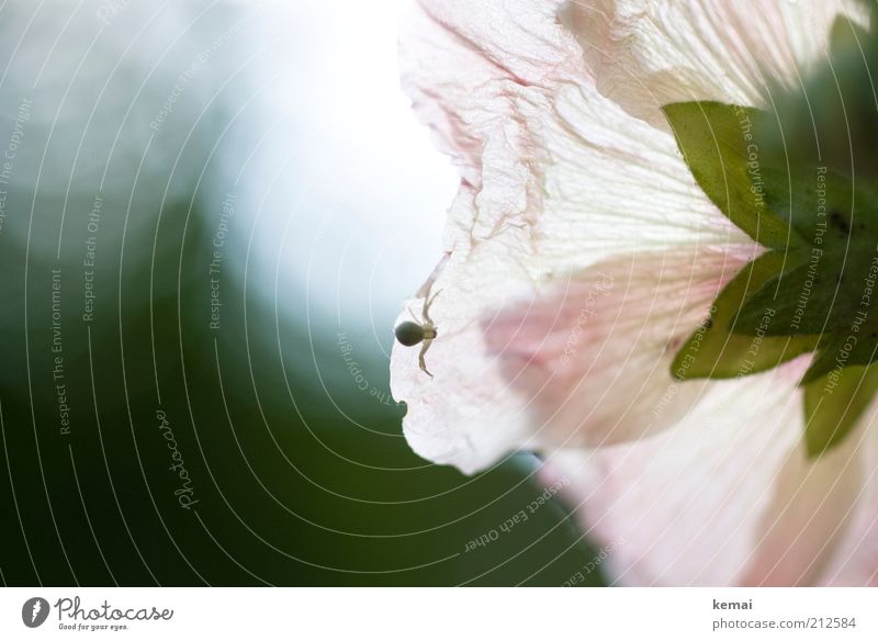 Fauna trifft Flora Umwelt Natur Pflanze Tier Sonnenlicht Sommer Schönes Wetter Blume Blüte Spinne 1 Blühend Duft krabbeln durchscheinend hell Farbfoto