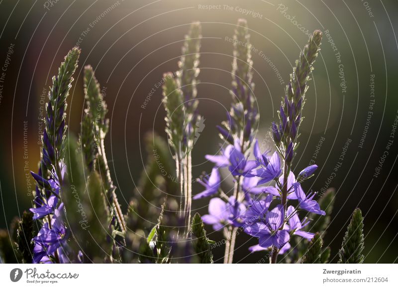 Abendstimmung im Garten Natur Pflanze Sonnenlicht Frühling Sommer Schönes Wetter Blume Blüte Grünpflanze Blühend Erholung Wachstum Glück Zufriedenheit