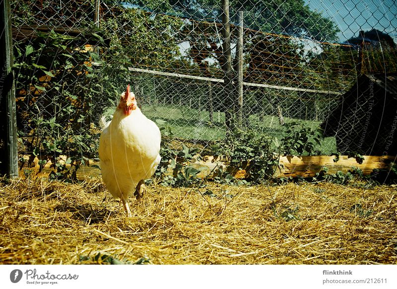 Huhn auf einem Bein Natur Erde Frühling Sommer Schönes Wetter Pflanze Tier Nutztier Zoo Streichelzoo Haushuhn 1 beobachten stehen warten Farbfoto Außenaufnahme