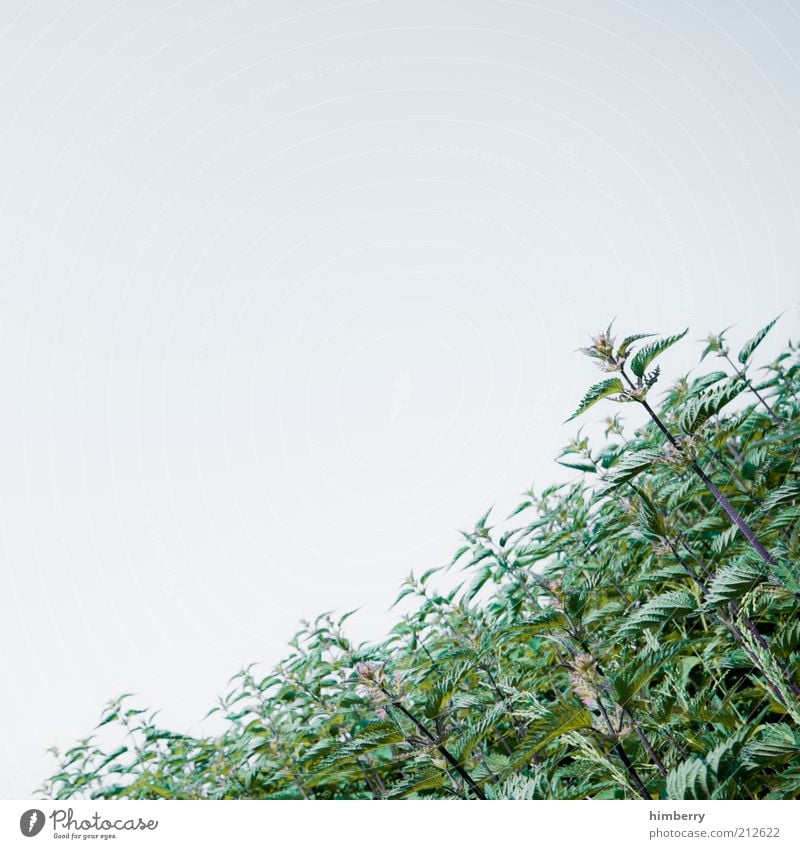 grüne hölle Umwelt Natur Pflanze Himmel Wolkenloser Himmel Frühling Sommer Klima Wetter Schönes Wetter Sträucher Blatt Grünpflanze Wildpflanze Wiese Brennnessel