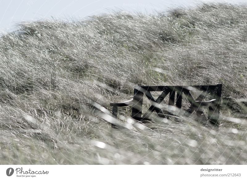 Grasgeflüster Ferien & Urlaub & Reisen Freiheit Wetter Schönes Wetter Wind Sturm Pflanze Strandhafer Dünengras Stranddüne Romantik ruhig Freizeit & Hobby