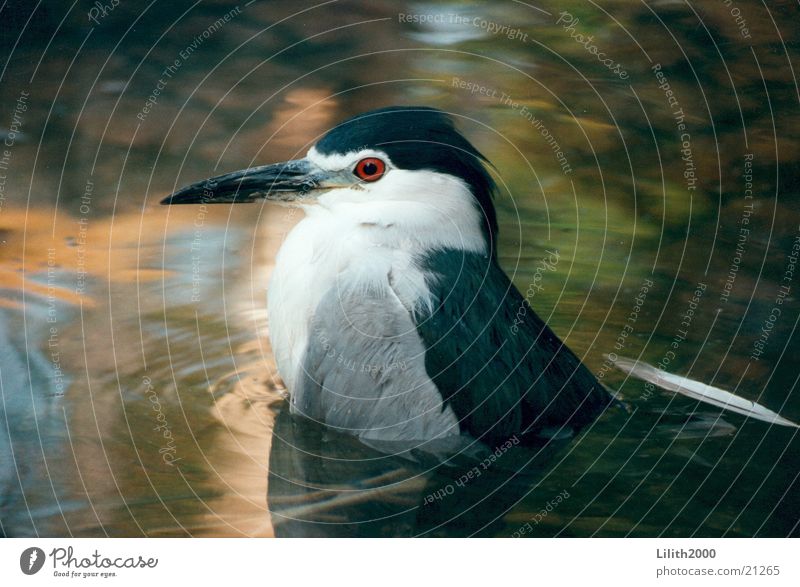 Rotauge rot Vogel Zoo Auge Wasser