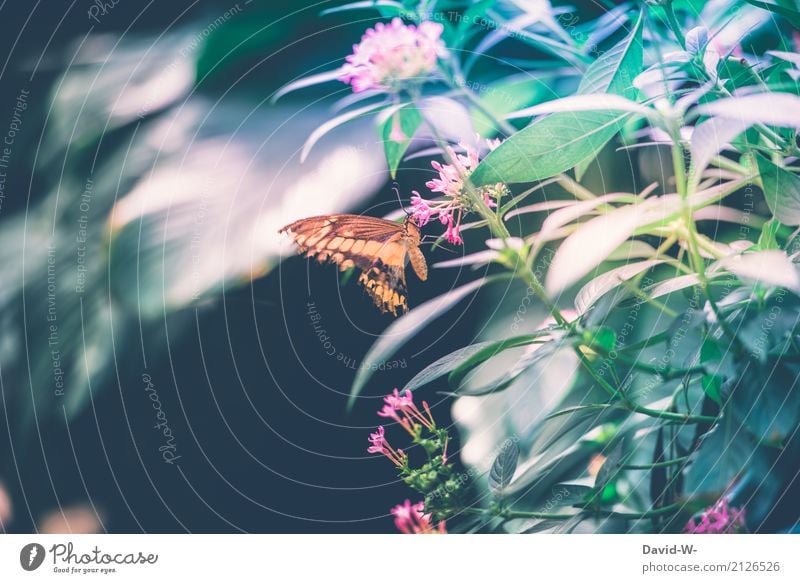 das schmeckt Umwelt Natur Landschaft Pflanze Tier Luft Frühling Sommer Schönes Wetter Blatt Blüte Grünpflanze Park Nutztier Schmetterling Flügel 1 fliegen