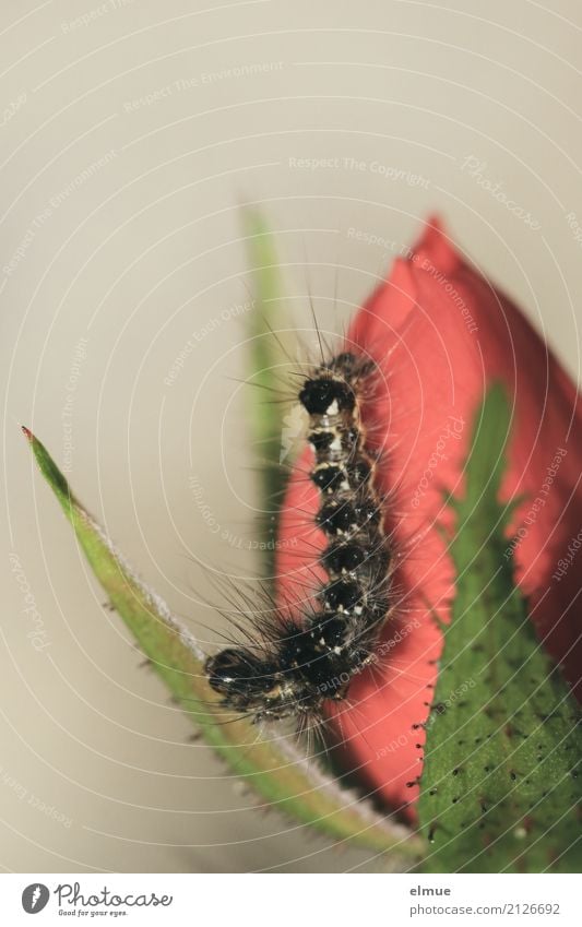 Rosenliebhaber Natur Pflanze Tier Blume Raupe Schmetterling Rosenkavalier Liebhaber Blühend Fressen krabbeln Aggression Duft elegant klein sportlich rot