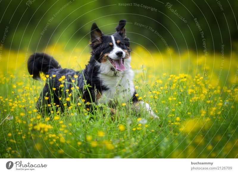 Berner Sennenhund Tier Wiese Haustier Hund 1 Tierjunges toben braun gelb grün schwarz weiß Reinrassig Aktion Farbfoto Außenaufnahme Textfreiraum rechts