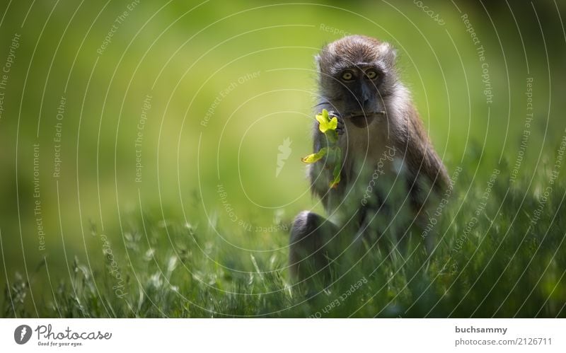 Javaneraffe Natur Tier Gras Wiese Wildtier Tierjunges Essen sitzen grün Krabbenesser Langschwanzmakak Macaca fascicularis Makaken Säugetier Affen Farbfoto