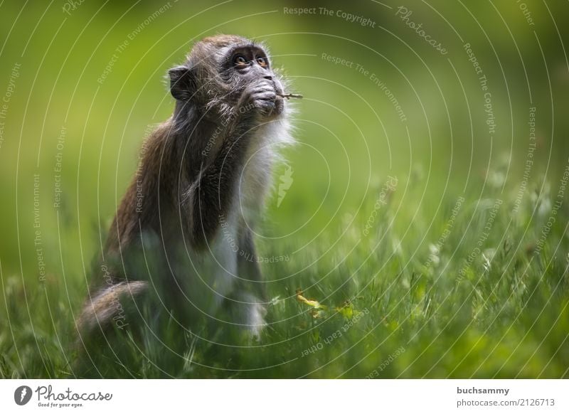 Javaneraffe Natur Tier Gras Wiese Wildtier 1 Tierjunges braun grün Essen Krabbenesser Langschwanzmakak Macaca fascicularis Makaken Säugetier Affen Farbfoto