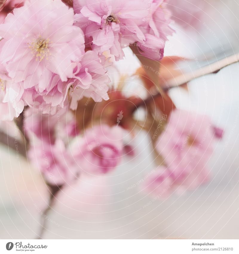 ::17-25:: Wellness Leben harmonisch Wohlgefühl Valentinstag Muttertag Hochzeit Geburtstag Trauerfeier Beerdigung Taufe Umwelt Natur Frühling Sommer Klima Wetter