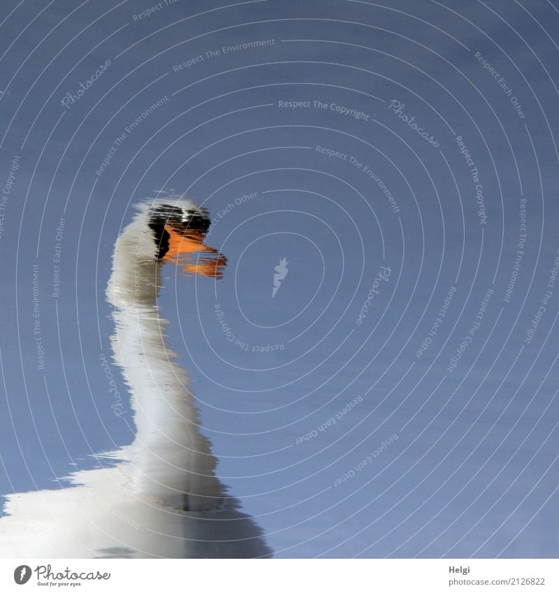 Schwanensee Umwelt Natur Wasser Wolkenloser Himmel Frühling Schönes Wetter 1 Tier Schwimmen & Baden außergewöhnlich einzigartig blau orange schwarz weiß ruhig